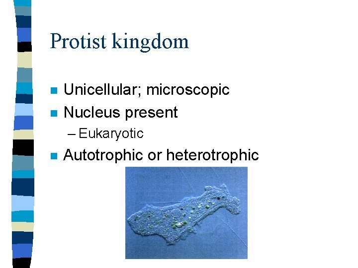 Protist kingdom n n Unicellular; microscopic Nucleus present – Eukaryotic n Autotrophic or heterotrophic