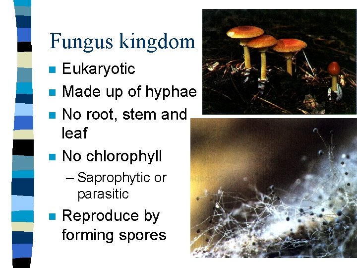 Fungus kingdom n n Eukaryotic Made up of hyphae No root, stem and leaf
