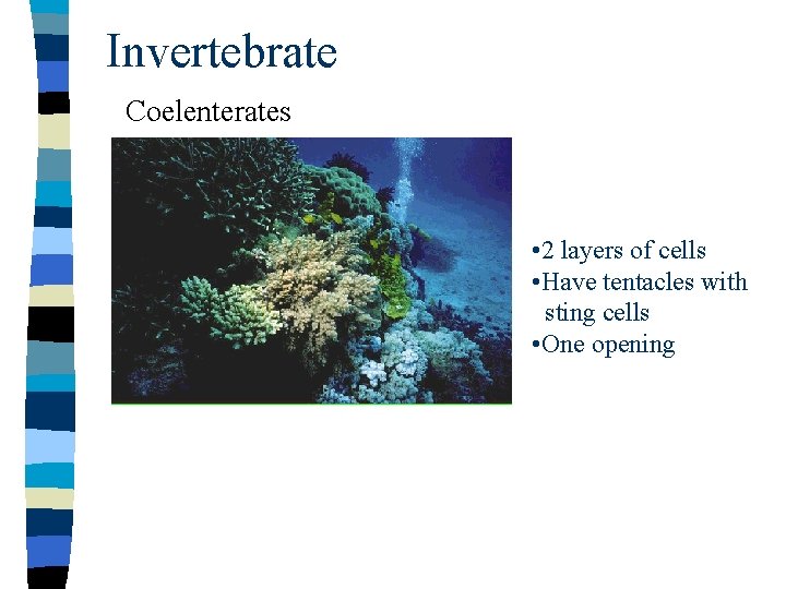 Invertebrate Coelenterates • 2 layers of cells • Have tentacles with sting cells •
