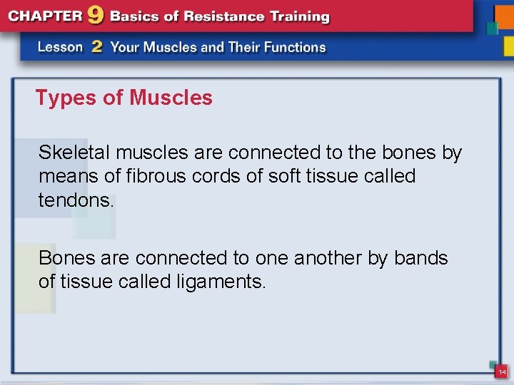 Types of Muscles Skeletal muscles are connected to the bones by means of fibrous