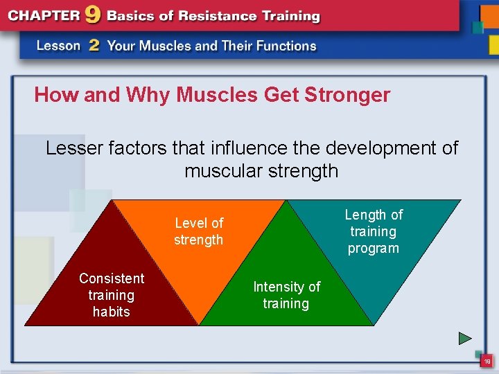 How and Why Muscles Get Stronger Lesser factors that influence the development of muscular