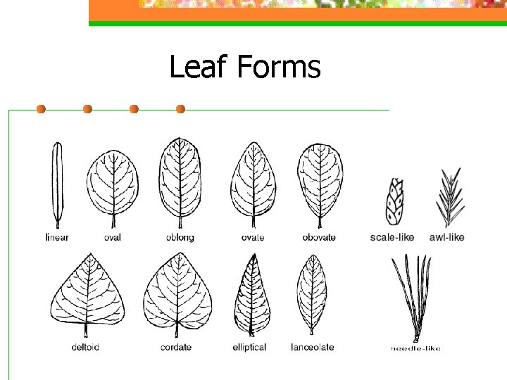 Leaf Forms 