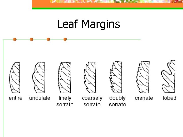Leaf Margins 