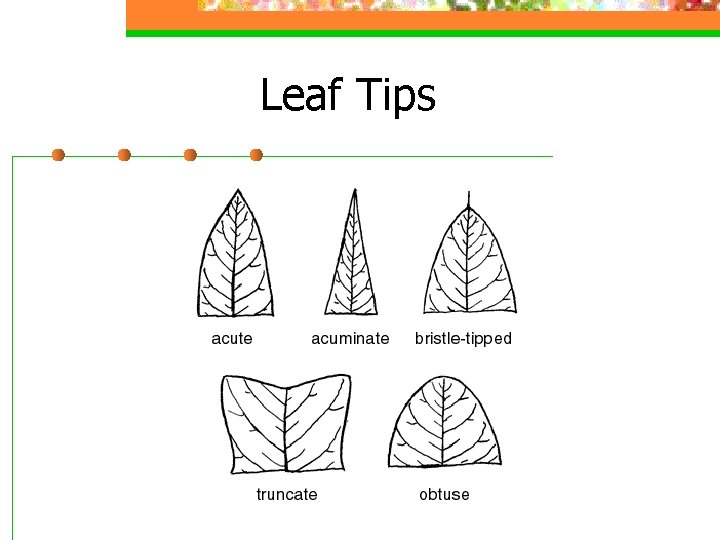 Leaf Tips 