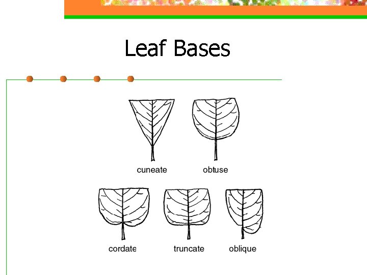 Leaf Bases 