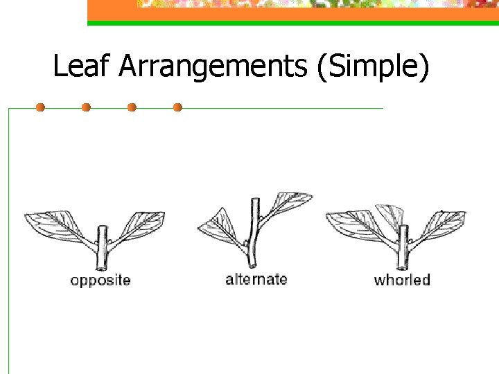 Leaf Arrangements (Simple) 