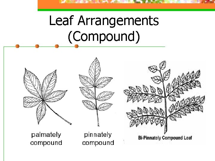 Leaf Arrangements (Compound) 