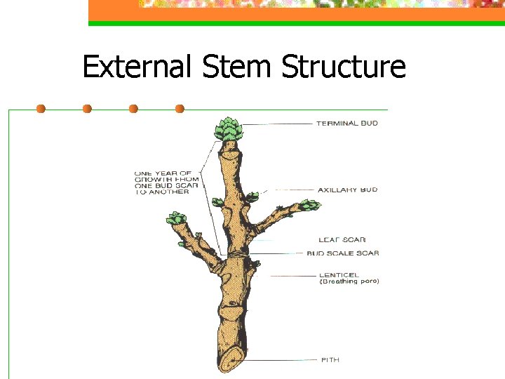 External Stem Structure 
