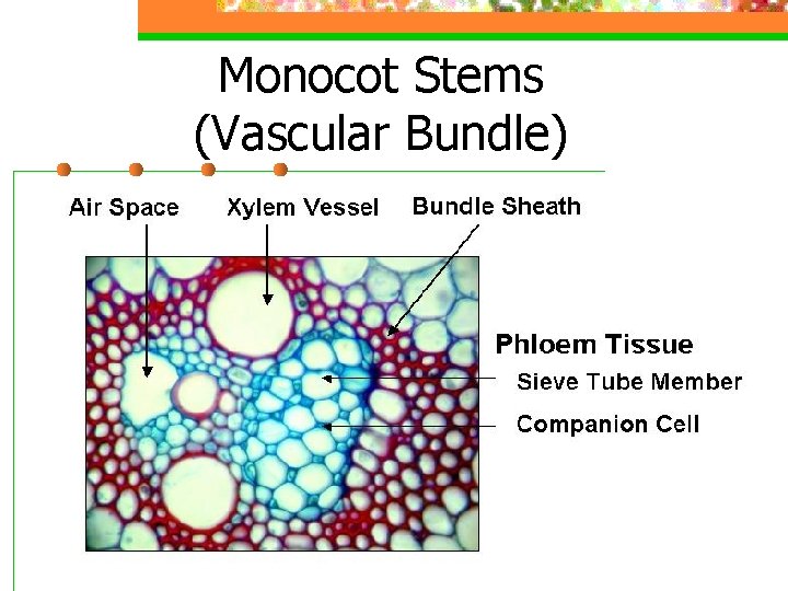 Monocot Stems (Vascular Bundle) 