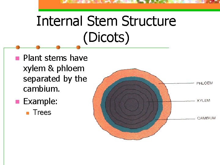 Internal Stem Structure (Dicots) n n Plant stems have xylem & phloem separated by