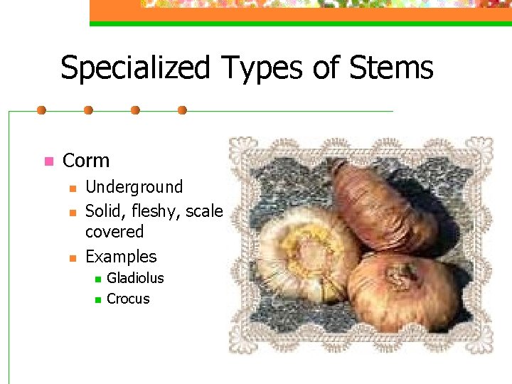 Specialized Types of Stems n Corm n n n Underground Solid, fleshy, scale covered