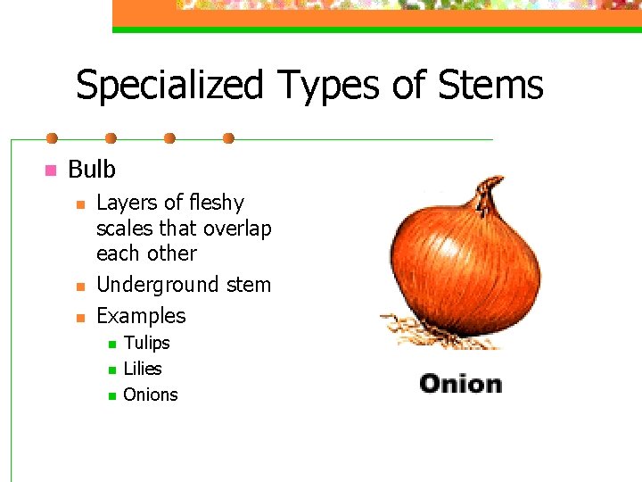 Specialized Types of Stems n Bulb n n n Layers of fleshy scales that