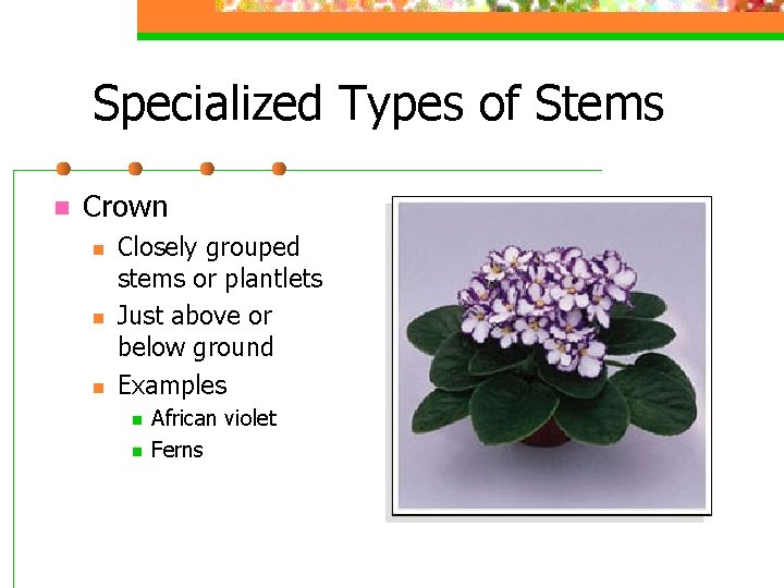 Specialized Types of Stems n Crown n Closely grouped stems or plantlets Just above