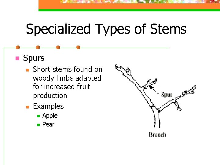 Specialized Types of Stems n Spurs n n Short stems found on woody limbs