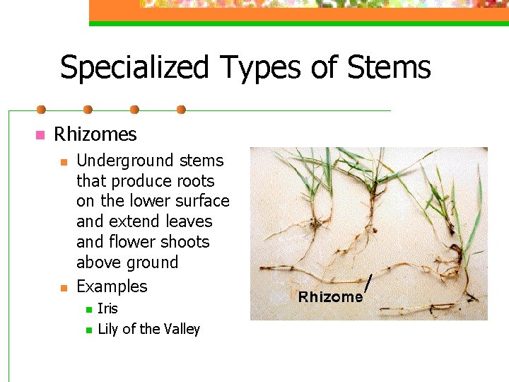 Specialized Types of Stems n Rhizomes n n Underground stems that produce roots on