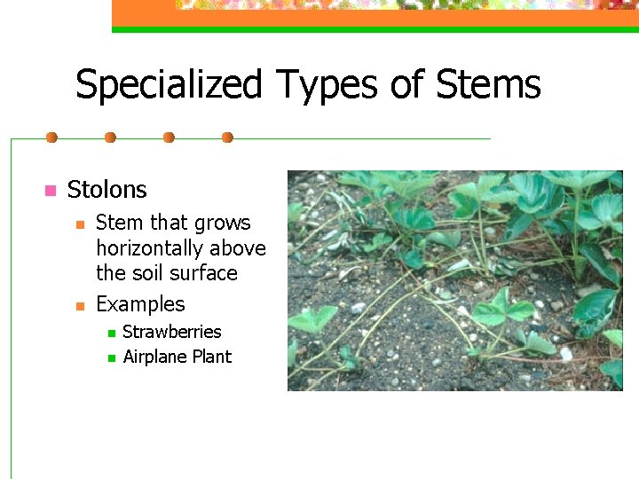 Specialized Types of Stems n Stolons n n Stem that grows horizontally above the