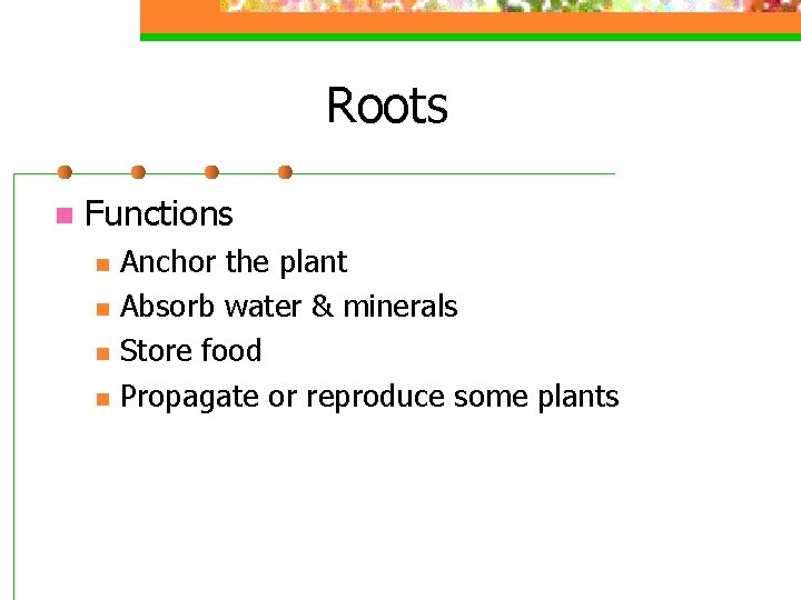 Roots n Functions n n Anchor the plant Absorb water & minerals Store food