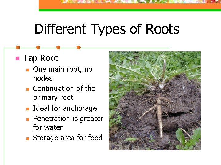 Different Types of Roots n Tap Root n n n One main root, no