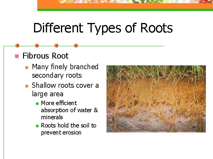 Different Types of Roots n Fibrous Root n n Many finely branched secondary roots