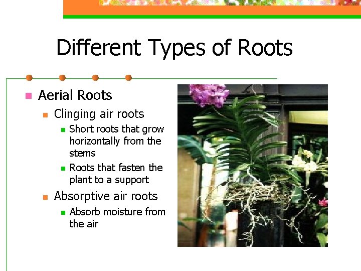 Different Types of Roots n Aerial Roots n Clinging air roots n n n