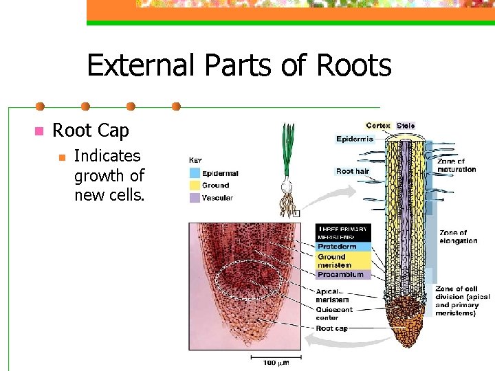 External Parts of Roots n Root Cap n Indicates growth of new cells. 