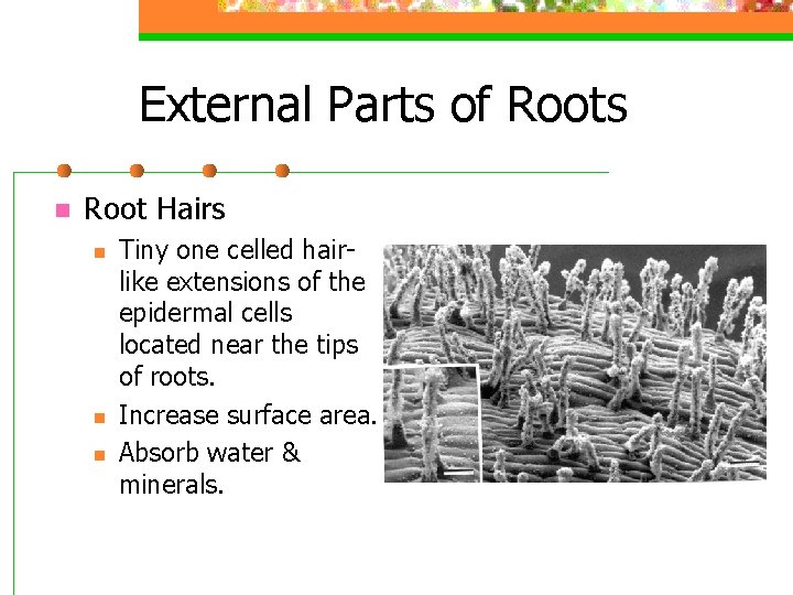 External Parts of Roots n Root Hairs n n n Tiny one celled hairlike