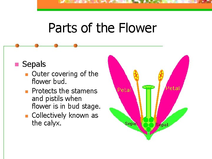 Parts of the Flower n Sepals n n n Outer covering of the flower