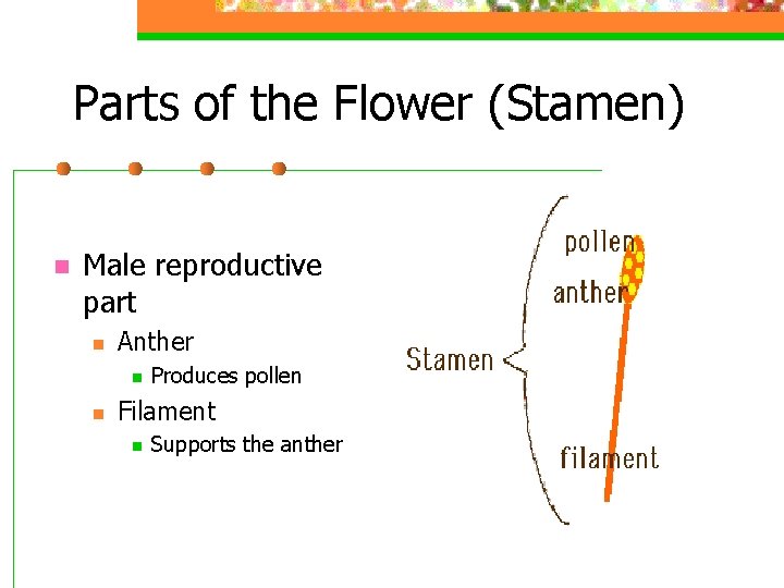 Parts of the Flower (Stamen) n Male reproductive part n Anther n n Produces