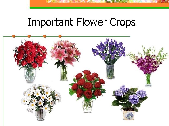 Important Flower Crops 