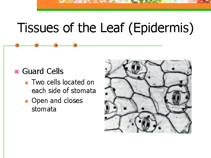 Tissues of the Leaf (Epidermis) n Guard Cells n n Two cells located on