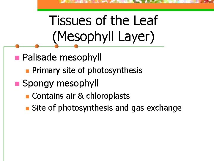 Tissues of the Leaf (Mesophyll Layer) n Palisade mesophyll n n Primary site of