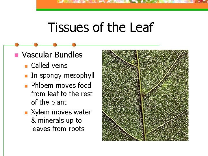 Tissues of the Leaf n Vascular Bundles n n Called veins In spongy mesophyll