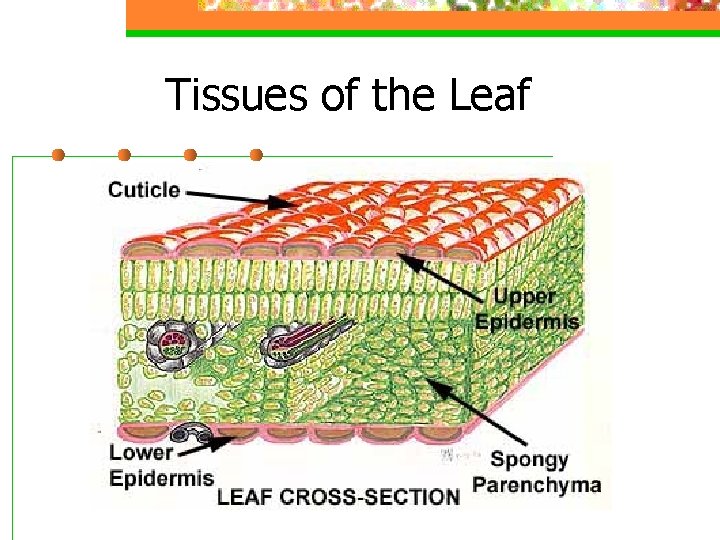 Tissues of the Leaf 