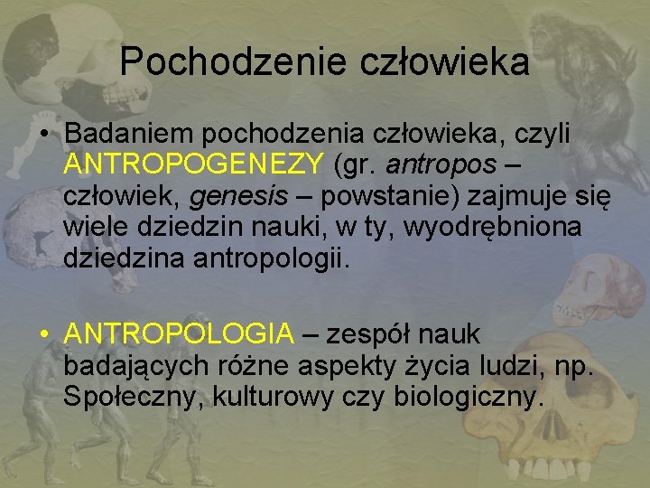 Pochodzenie człowieka • Badaniem pochodzenia człowieka, czyli ANTROPOGENEZY (gr. antropos – człowiek, genesis –