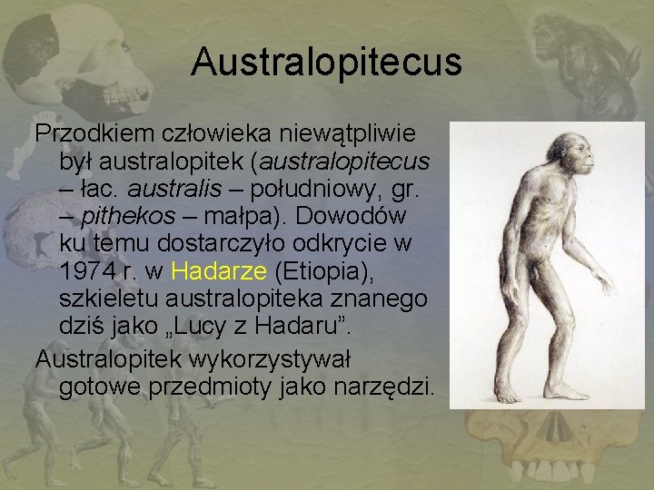 Australopitecus Przodkiem człowieka niewątpliwie był australopitek (australopitecus – łac. australis – południowy, gr. –