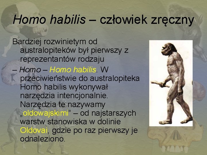 Homo habilis – człowiek zręczny Bardziej rozwinietym od australopiteków był pierwszy z reprezentantów rodzaju