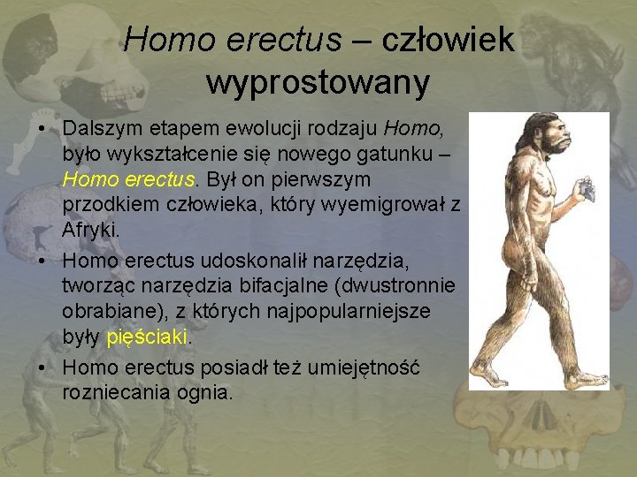 Homo erectus – człowiek wyprostowany • Dalszym etapem ewolucji rodzaju Homo, było wykształcenie się
