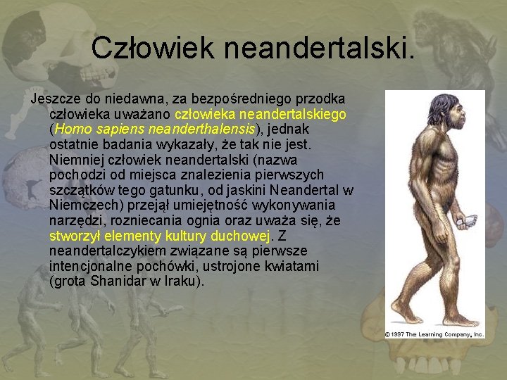 Człowiek neandertalski. Jeszcze do niedawna, za bezpośredniego przodka człowieka uważano człowieka neandertalskiego (Homo sapiens