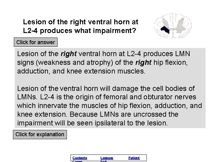 Lesion of the right ventral horn at L 2 -4 produces what impairment? Click
