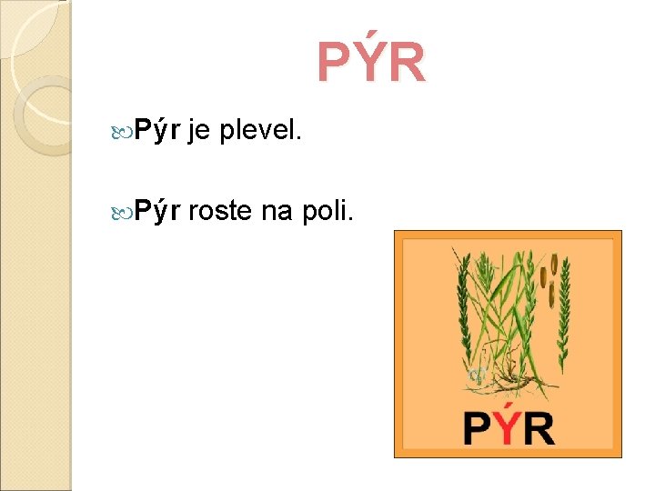 PÝR Pýr je plevel. Pýr roste na poli. 