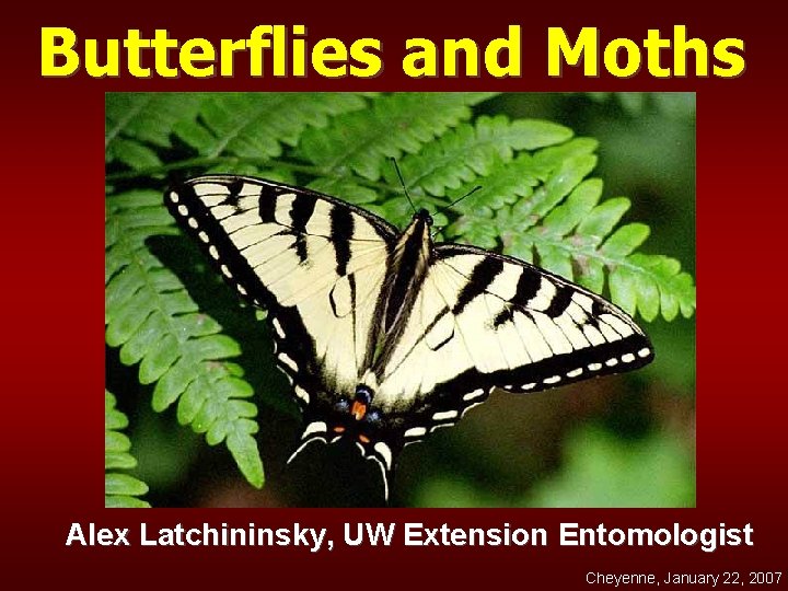Butterflies and Moths Alex Latchininsky, UW Extension Entomologist Cheyenne, January 22, 2007 