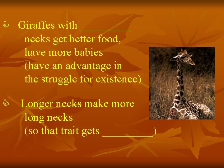 C Giraffes with _____ necks get better food, have more babies (have an advantage