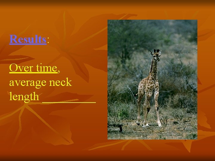 Results: Over time, average neck length _____ 