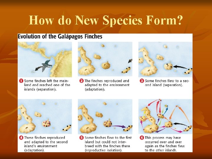 How do New Species Form? 