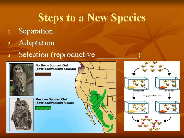 Steps to a New Species 1. 2. 3. Separation Adaptation Selection (reproductive _____) 