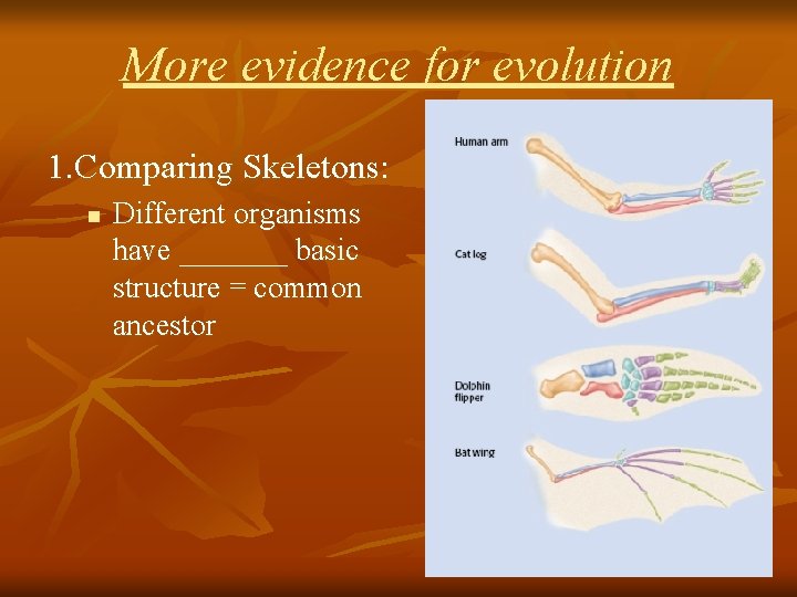 More evidence for evolution 1. Comparing Skeletons: n Different organisms have _______ basic structure