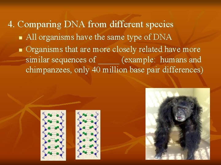 4. Comparing DNA from different species n n All organisms have the same type