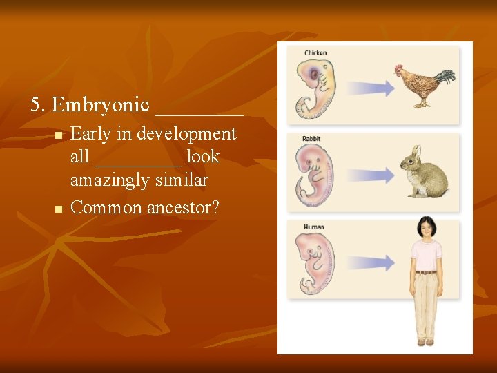 5. Embryonic ____ n n Early in development all _____ look amazingly similar Common