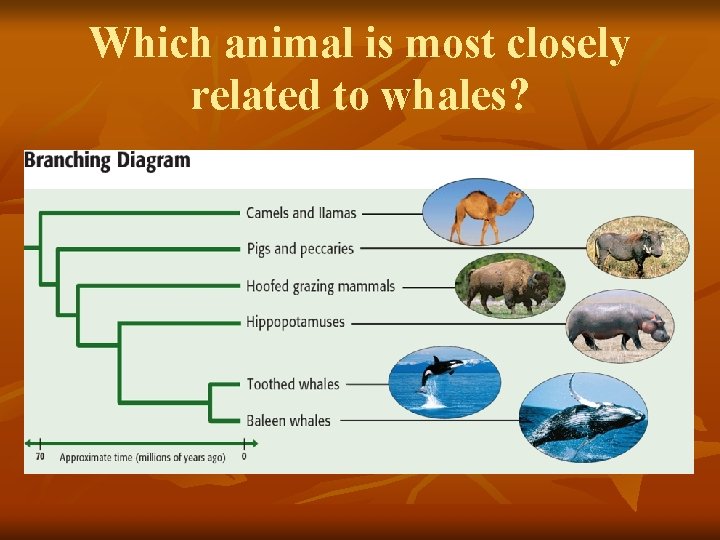 Which animal is most closely related to whales? 
