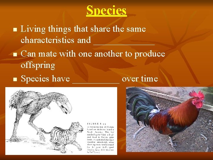 Species n n n Living things that share the same characteristics and _______ Can